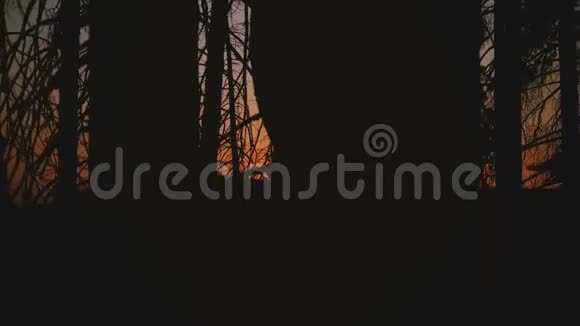 在约塞米蒂公园的树林里夕阳西下从美丽的红日车窗上射出的慢动作视频的预览图