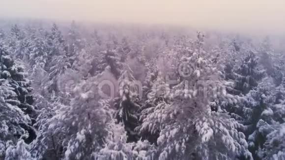 冬季雪松林上空低空飞行视频的预览图