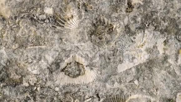 波罗的海石灰石上的腕足类化石视频的预览图
