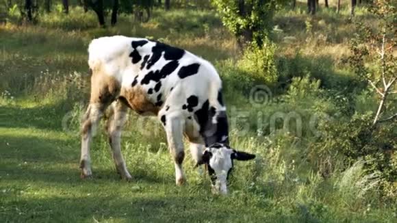 白嫩的小牛被绑在绿色草坪上的链子上嚼草放牧奶牛牛农场动物视频的预览图