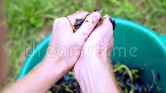 葡萄水果家庭葡萄酒加工彻底粉碎视频的预览图