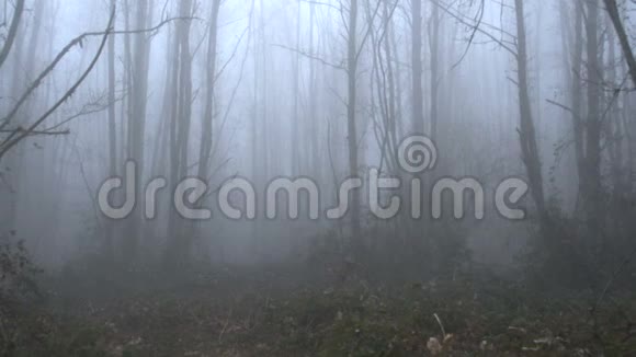 一个远在雾中行走的人在孤独的森林中视频的预览图