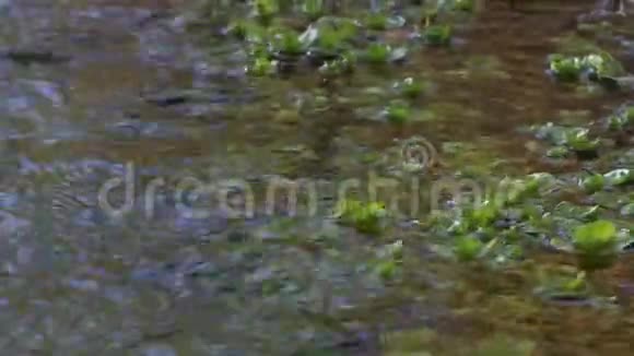 河面水草和绿藻阿尔泰西伯利亚视频的预览图