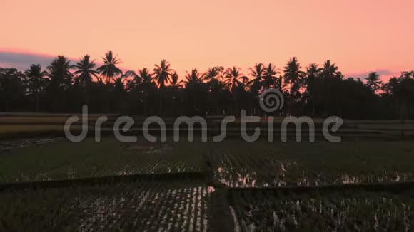 在巴厘岛日出或日落时在带有水稻梯田的景观上拍摄空中视频视频的预览图