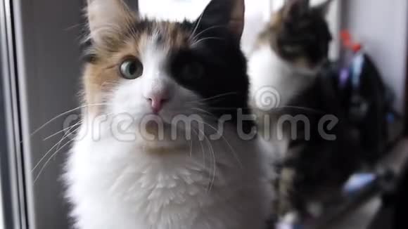 猫打摄像机视频的预览图