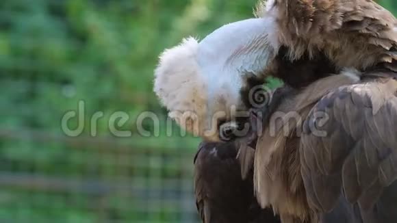 动物园或自然公园里的狡猾的秃鹫视频的预览图