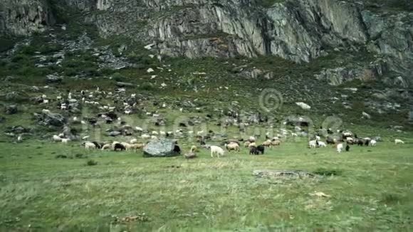 山羊在山上的一片草地上放牧接近视频的预览图