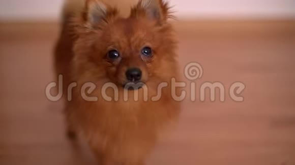 木制地板上的小可爱的小狗视频的预览图