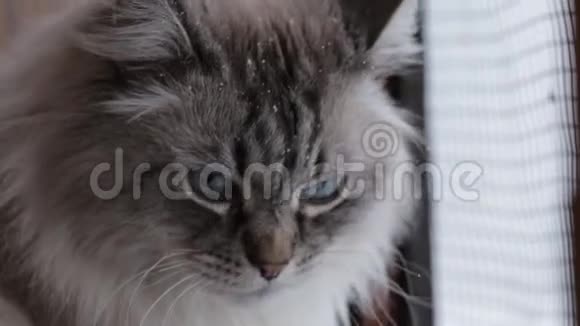 可爱的涅瓦面具猫看着窗外的雪和鸟在冬天回家视频的预览图