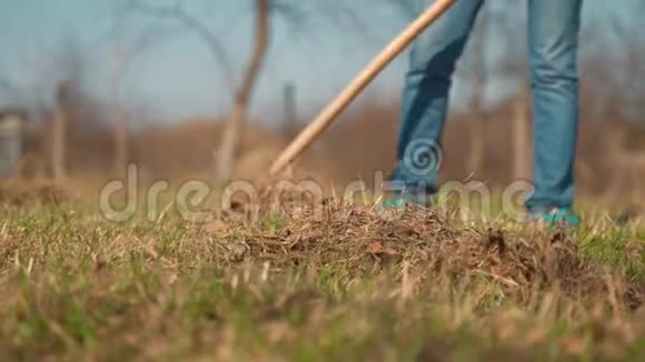 一个女人用耙子耙草坪草园林地块春季大扫除视频的预览图