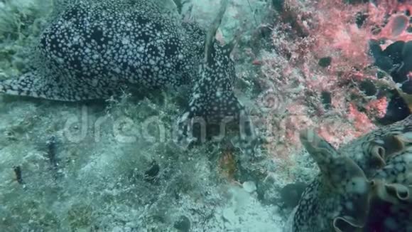 在菲律宾水下珊瑚礁上的西班牙舞女努迪布或海视频的预览图