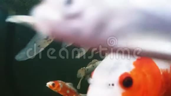 鱼鲤在水中近距离游泳视频的预览图