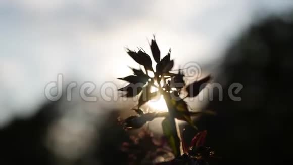 花园的剪影用特写镜头看着夕阳上含苞的花4K视频的预览图