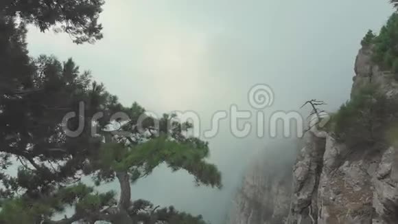 空中景色雾蒙蒙的山峡阴天的早晨有针叶树视频的预览图