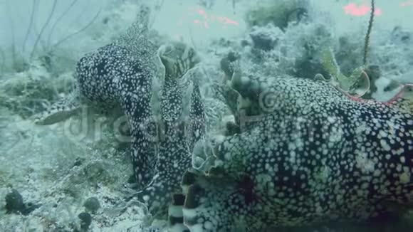 菲律宾水下海洋生物多样性中的西班牙舞娘或海视频的预览图
