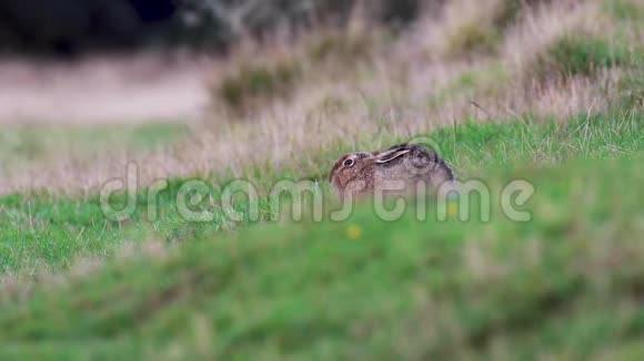 标题棕色野兔欧洲野兔坐休息躲在草丛中一动不动视频的预览图
