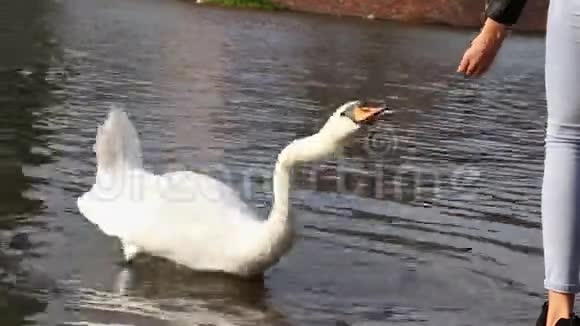 年轻女子在池塘的岸边喂一只美丽的白天鹅视频的预览图