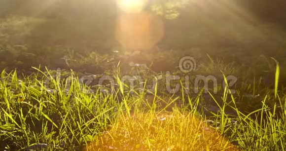 时间推移的视频记录了一些高大的草地后面的日落光线向图像中投射了一个装饰镜头4k视频的预览图