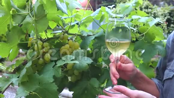 葡萄园中的白葡萄酒杯葡萄白葡萄酒杯视频的预览图