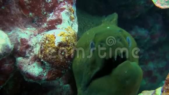 色彩斑斓的太平洋珊瑚礁群中绿色的大海鳗与破爪紧紧相连视频的预览图