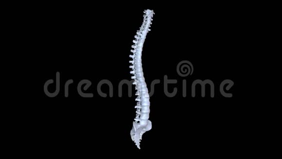 一个人的脊椎视频的预览图