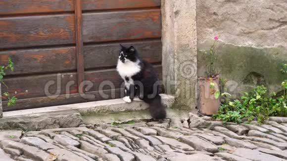 站在门前的黑白猫视频的预览图