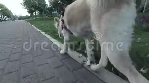 在散步时看到欢快的狗女孩用皮带遛狗视频的预览图