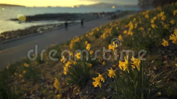 英国海湾水仙花视频的预览图