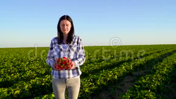 年轻漂亮的女孩拿着装满草莓的盒子站在绿色的种植园里视频的预览图