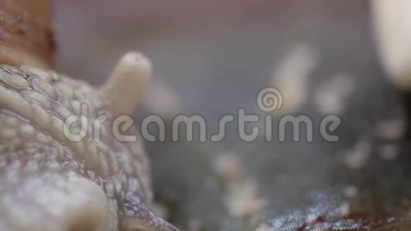 蜗牛眼的极端宏观特写视频的预览图