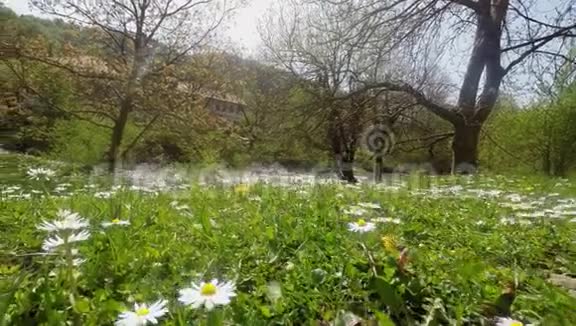 美丽的风景与雏菊花在前台和山涧背景视频的预览图