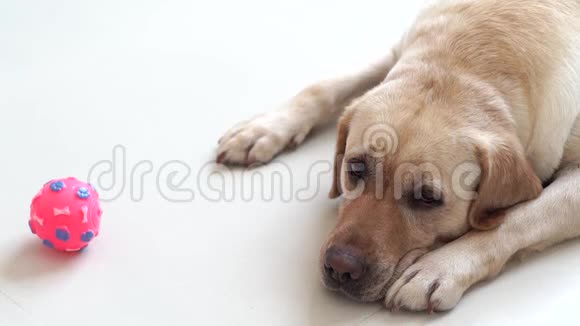 拉布拉多狗躺在地上拿着球看着镜头米色拉布拉多犬在家室地板上放松视频的预览图