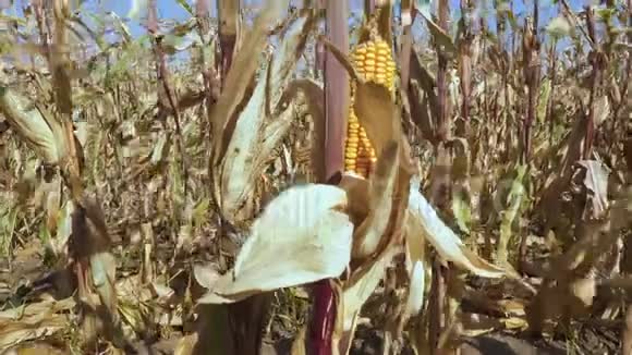 成熟玉米的果穗视频的预览图