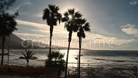 日落时分棕榈树在海边的风中摇曳视频的预览图