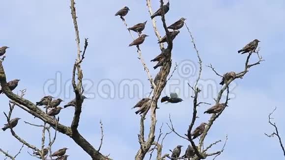 一群鸟坐在干树枝上视频的预览图
