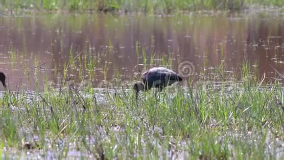 在湿地上散步和狩猎的舌象视频的预览图