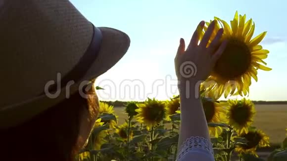 特写的女性剪影女孩在日落时抚摸向日葵的花视频的预览图