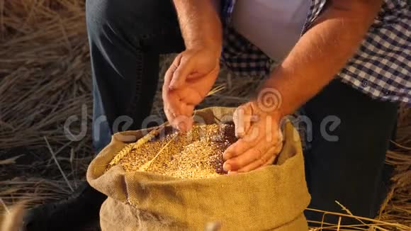 农民手中的小麦田间的一袋粮食收获谷物一位农学家研究的是视频的预览图