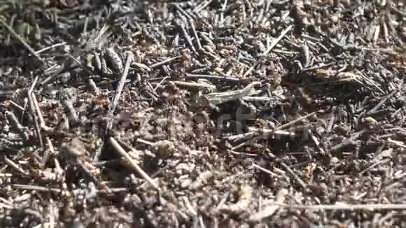 阳光明媚的夏天蚂蚁山上的蚂蚁视频的预览图