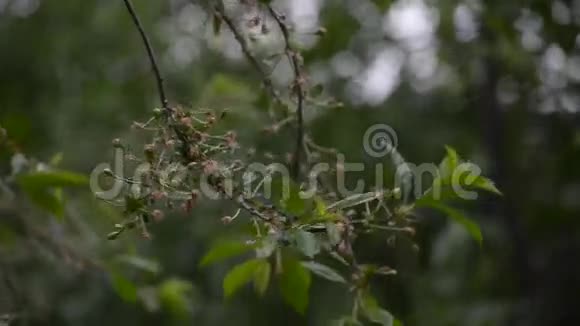 雨水滴在树枝上视频的预览图