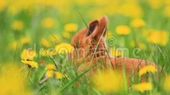 小兔子躲在绿草和黄色蒲公英之间视频的预览图