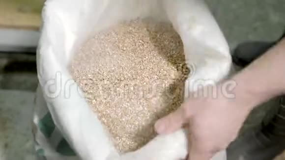 一个酿酒师检查一个小麦大麦种子的质量从袋子在啤酒厂视频的预览图