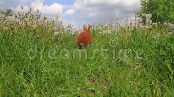 兔子在高高的草地上疾驰视频的预览图