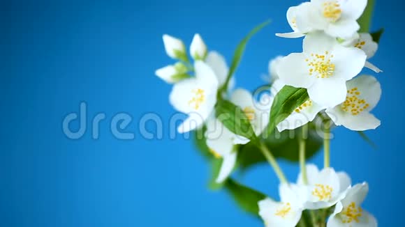 一朵朵美丽的白色茉莉花被隔离在蓝色的树枝上视频的预览图