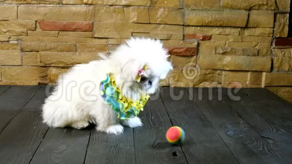 北京狗的白色毛茸茸的小狗不想玩给他扔的球视频的预览图