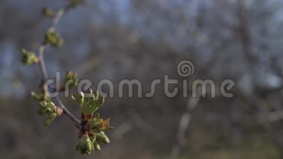 美丽的花蕾和第一张樱花树在花园特写4K视频的预览图
