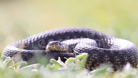 蛇躺在草丛中伸出舌头视频的预览图
