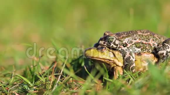 不同类型的青蛙交配产生杂种视频的预览图