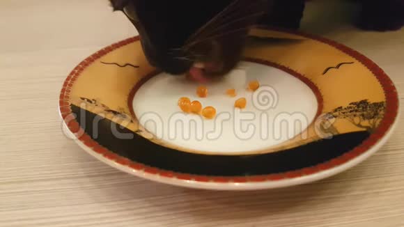 猫在吃红鱼子酱视频的预览图