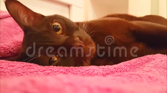 猫在吃红鱼子酱视频的预览图